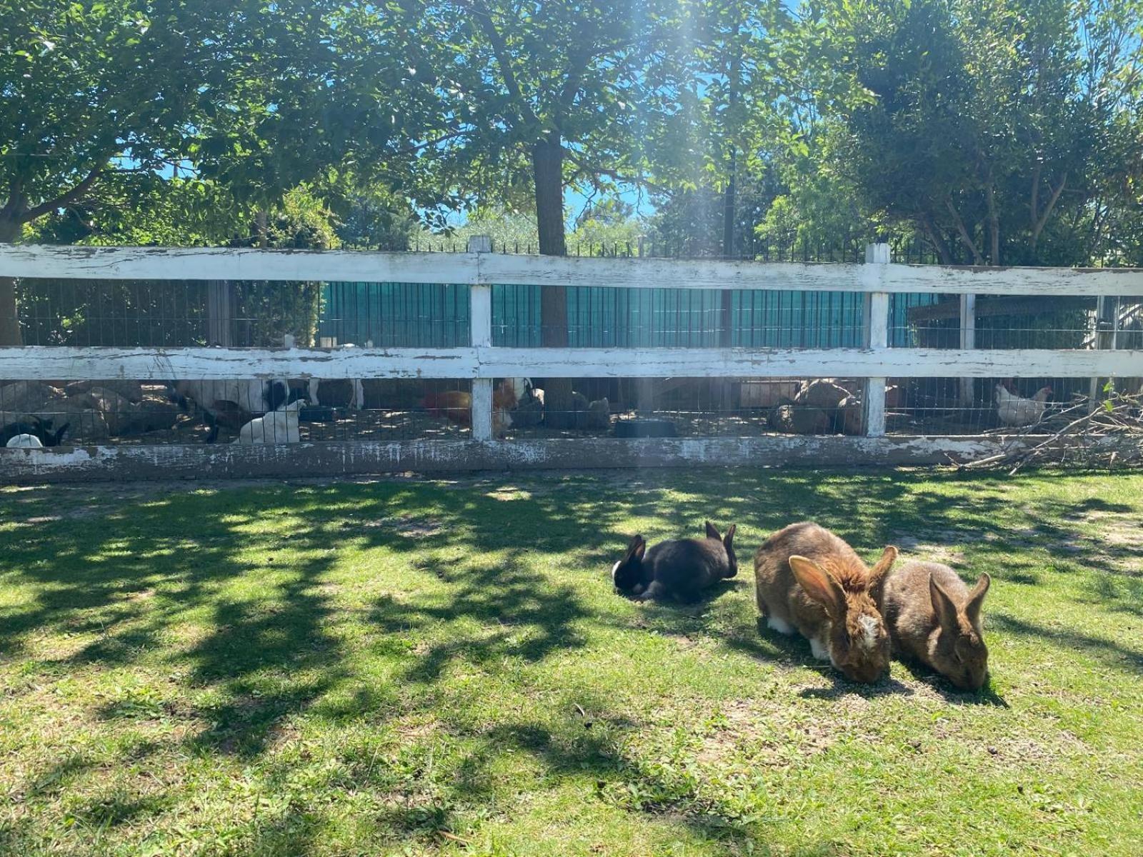 Domaine De La Sourco - Villa, Maisons & Chalet, Magnifique Havre De Paix En Provence Trans-en-Provence Buitenkant foto